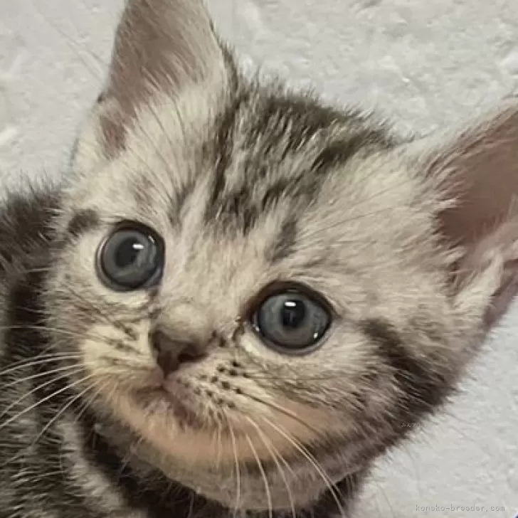 M.T 様のお迎えした子猫