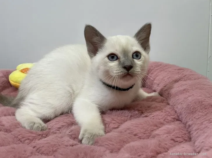 ID：2204-01400の子猫