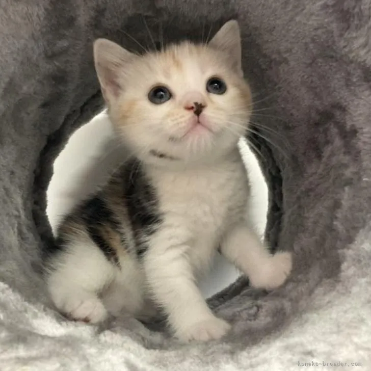 ID:2207-01772の子猫