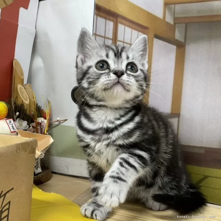 ID:2412-01649の子猫