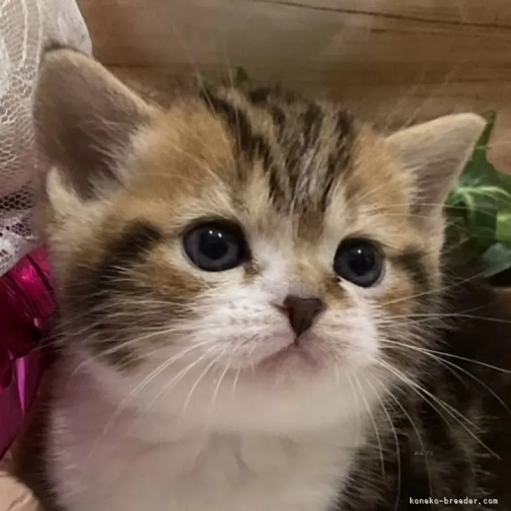 ID：2501-01652の子猫