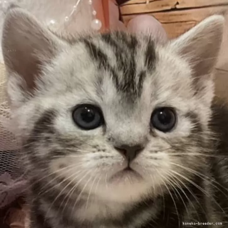 ID：2501-02311の子猫