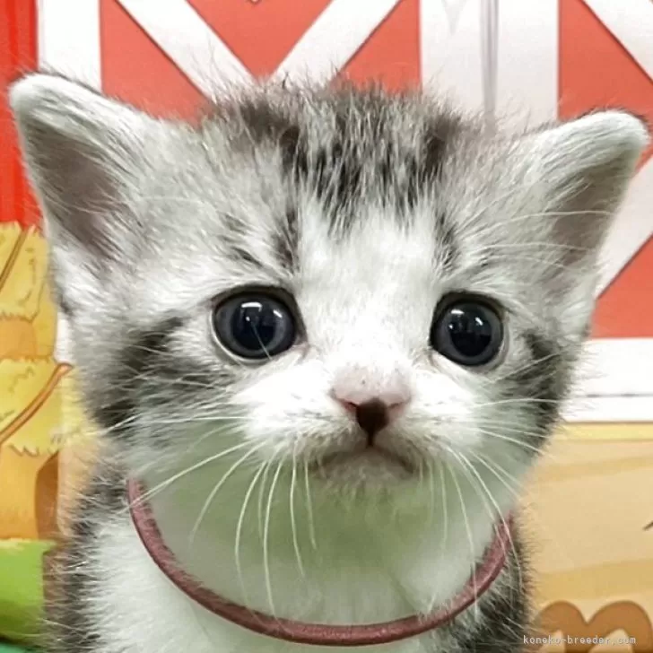 ID：2506-00038の子猫