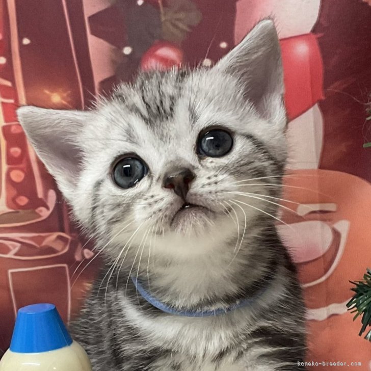 ブリーダー画像