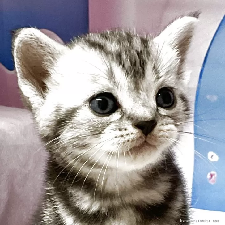 ID：2507-00748の子猫