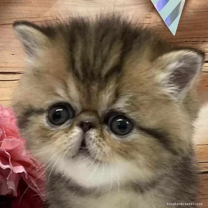 ID:2502-00631の子猫
