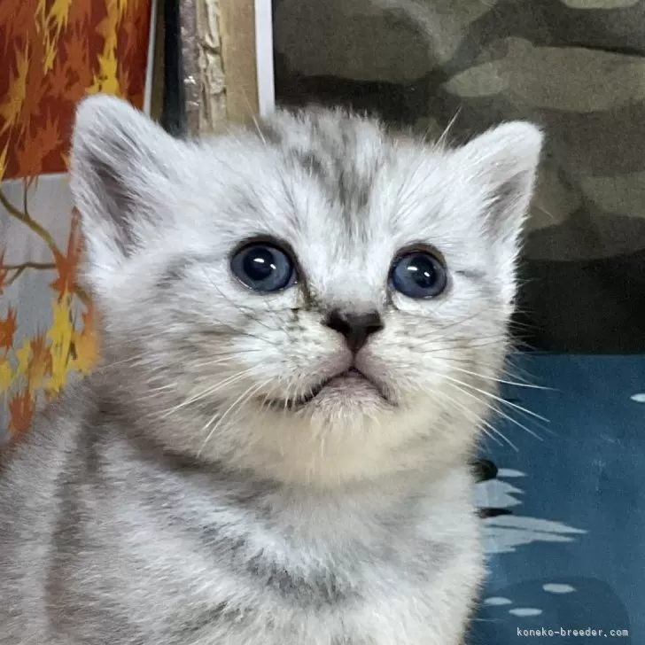 アメリカンショートヘア【愛知県・女の子・2025年10月2日・ブルーシルバーパッチドタビー(予定)】の写真1「ブルーシルバービー柄の彼女です🥰幼齢期に付き毛色の濃淡にも少しずつ変化が有るかもしれません？」