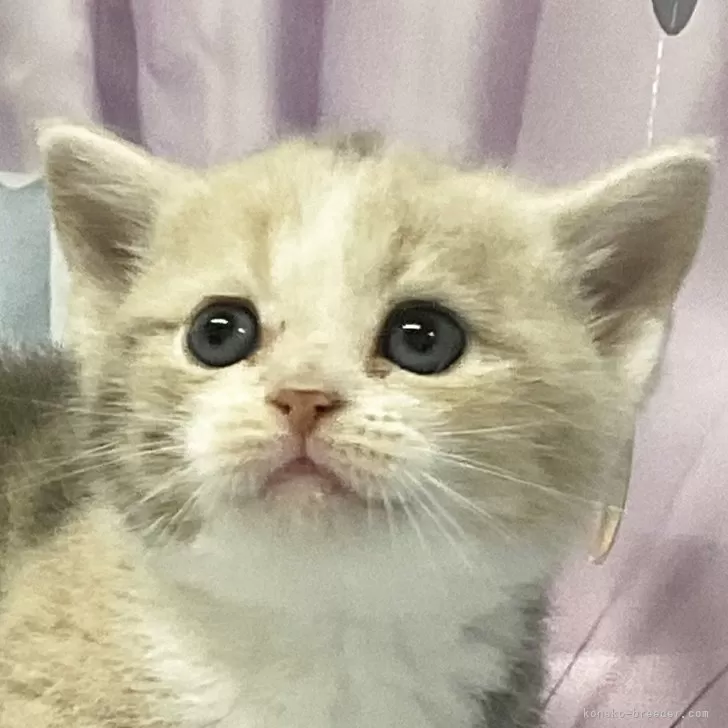 じゅんや 様のお迎えした子猫
