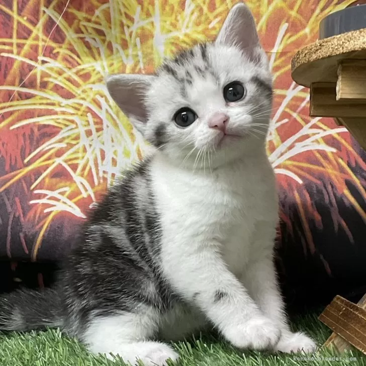 アメリカンショートヘア【愛知県・男の子・2025年7月14日