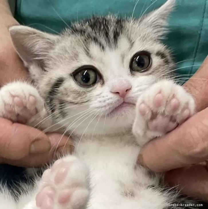 ID：2501-00920の子猫