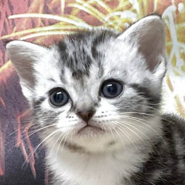 アメリカンショートヘア【愛知県・男の子・2025年7月9日・シルバータビー&ホワイト】の写真「『猫癒し噺～』🐱」