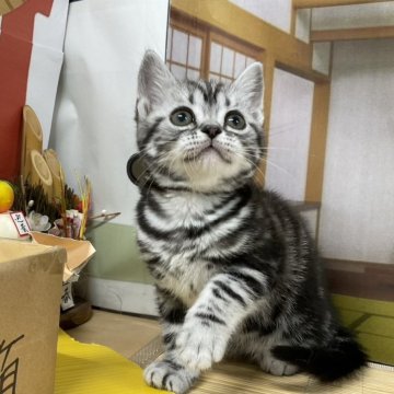 アメリカンショートヘア【愛知県・女の子・2024年11月8日・シルバータビー】の写真「猫専門サロン🛁感謝の5周年記念セール❣」