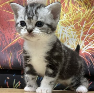 アメリカンショートヘア【愛知県・男の子・2025年7月9日・シルバータビー&ホワイト】の写真「『猫癒し噺～』🐱」
