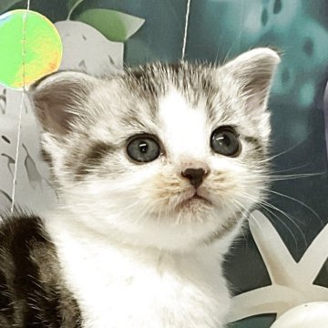 アメリカンショートヘア【愛知県・女の子・2025年6月17日・シルバータビー&ホワイト】の写真「『猫癒し噺～』🐱」