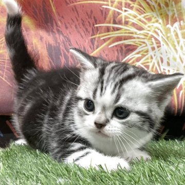 アメリカンショートヘア【愛知県・男の子・2025年7月14日・シルバータビー&ホワイト】の写真「『猫癒し噺～』🐱」
