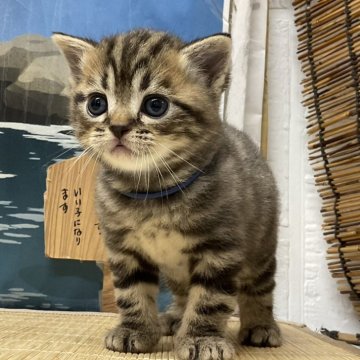 アメリカンショートヘア【愛知県・男の子・2025年10月2日・ブラウンタビー】の写真「『🐱猫癒し噺~』」