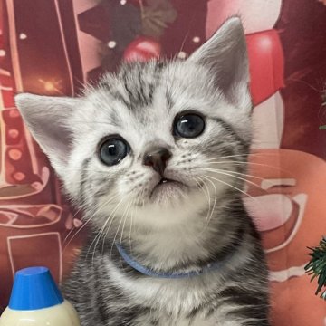 アメリカンショートヘア【愛知県・男の子・2025年10月23日・シルバータビー】の写真「『猫癒し噺～』🐱」