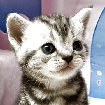 アメリカンショートヘア【愛知県・男の子・2025年5月28日・シルバータビー】の写真「『猫癒し噺～😽』　CH/ギブリ君の初子です💕」