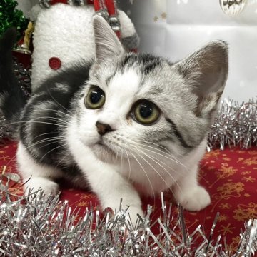 アメリカンショートヘア【愛知県・女の子・2025年8月9日・シルバータビー&ホワイト】の写真「『🐱猫癒し噺～』」