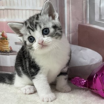 スコティッシュフォールド(立ち耳)【愛知県・女の子・2025年10月18日・シルバータビー&ホワイト（ショートヘア）】の写真「『猫癒し噺～』🐱　」