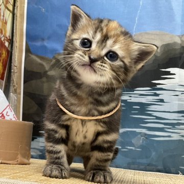アメリカンショートヘア【愛知県・女の子・2025年10月2日・ブラウンタビー】の写真「『🐱猫癒し噺~』」