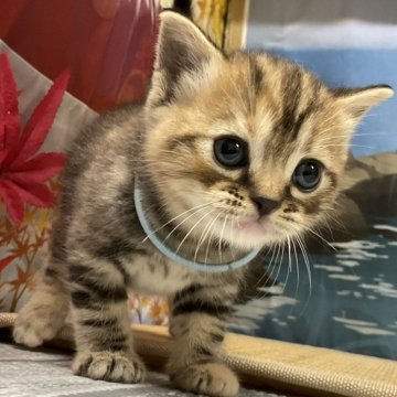 アメリカンショートヘア【愛知県・女の子・2025年10月2日・ブラウンタビー】の写真「『🐱猫癒し噺~』」