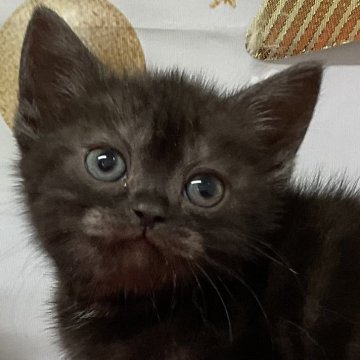 アメリカンショートヘア【愛知県・女の子・2025年10月20日・ブラックスモーク】の写真「『🐱猫癒し噺～』」