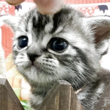 アメリカンショートヘア【愛知県・女の子・2025年4月27日・シルバータビー&ホワイト】の写真「年に一度の決算フェア😽」
