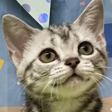 アメリカンショートヘア【愛知県・女の子・2025年7月14日・シルバータビー】の写真「『猫癒し噺～』🐱」