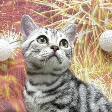 アメリカンショートヘア【愛知県・男の子・2025年3月22日・シルバータビー】の写真「『猫癒し噺~😽』」