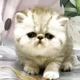 エキゾチックショートヘア