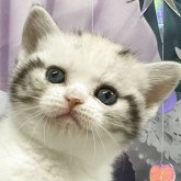 アメリカンショートヘア
