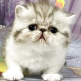 エキゾチックショートヘア