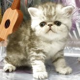 エキゾチックショートヘア
