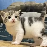 アメリカンショートヘア