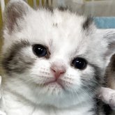 アメリカンショートヘア