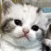 アメリカンショートヘア