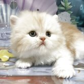 エキゾチックショートヘア