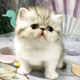 エキゾチックショートヘア