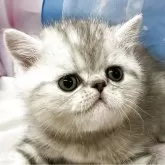 エキゾチックショートヘア