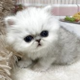 エキゾチックショートヘア