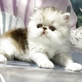 エキゾチックショートヘア