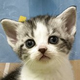 アメリカンショートヘア