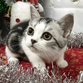 アメリカンショートヘア