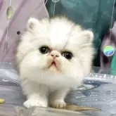 エキゾチックショートヘア