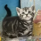 アメリカンショートヘア