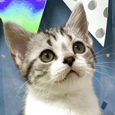 アメリカンショートヘア