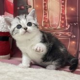 アメリカンショートヘア