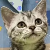 アメリカンショートヘア