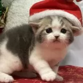 アメリカンショートヘア